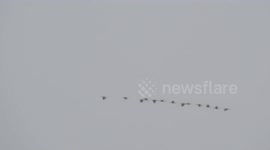 a group of flying bird