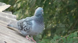 beautiful pigeon bird