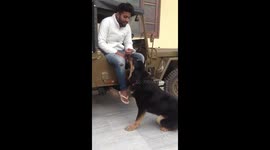 Dog playing excitedly with his owner