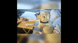 Sweet German Shepherd sits pretty to get her nails done