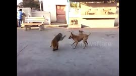 Cheeky monkey gets into fist fight with street dog in northern India