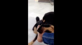 Dog playing excitedly with his owner (part 2)