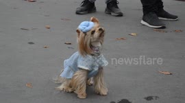 Dancing dog. Paris Fashion Week 2018. Chanel show. Little Lola Sunshine, the most famous  fashionable street looking Yorshire Terrier celebrity dog in the world. Grand Palais, Paris, France. 2 october 2018.10h30.