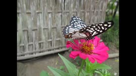 Beautiful butterfly collecting pollen