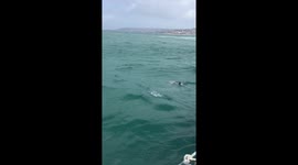Diver comes face to face with a Great White Shark