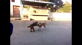 Cheeky monkey gets into fist fight with street dog in northern India