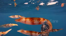 Diver films as he is pursued by squad of curious little squid