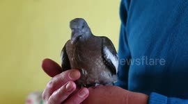 UK man rescues feral pigeon and nurses it back to health