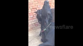 Baby calf is licking her mother lovingly  (1)