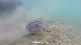 Shark in pyjamas? Odd South African creature rocks stripes