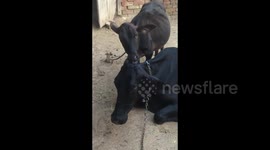 Baby calf is licking her mother more lovingly (2)