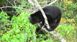 Howling Howler Monkey, one of the loudest land animals.