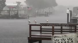 Birds cooling off in Florida