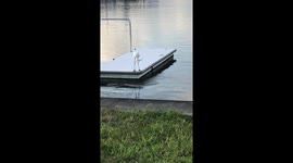 Bird catches a morning snack