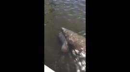 Two Manatees-swimming with their baby