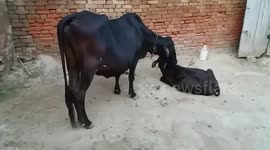 Mother cow is caring and licking her baby calf more affectionately