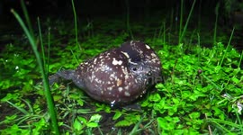 Bizarre anuran: a calling Mesoamerican Burrowing Toad (Rhinophrynus dorsalis)