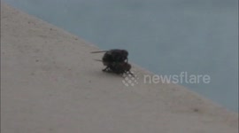 Nature Presents: Mating Flies