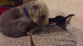 Kitten swipes dog