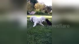Adorable animal friendships: little piglet and big dog become best friends