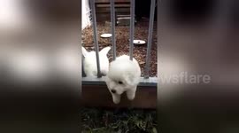 Puppy makes adorable jailbreak