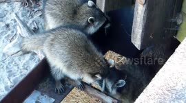 Raccoon family in a park
