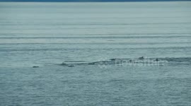 Dolphins jumping across the ferries path