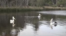 Australian Pelicans swimming in the Denmark River