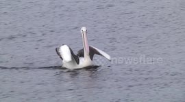 An Australian Pelican swimming with its wings up