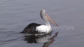 A handsome Australian Pelican swimming - close view
