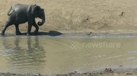 Pick on someone your own size! Young elephant shows small bird who’s boss
