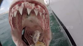 Tour guide almost loses GoPro to a great white in South Africa