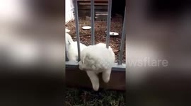 Puppy makes adorable jailbreak to see his dad