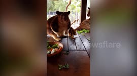 Cheeky baby kangaroo greeted world with a smile when he finally popped his head out 6 months later