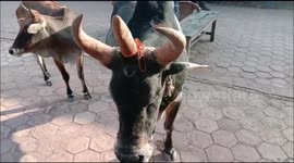 This temple in India has its own three-horned 'sacred' bull