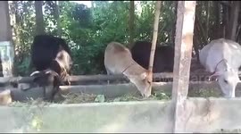 Cows eating in the village in Bangladesh