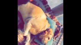 Lazy Dog doesn't want to wake up