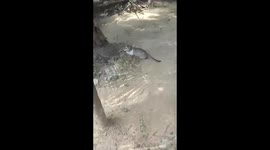 Cute Cats Playing In the Village Sylhet Bangladesh