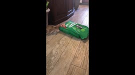 1 pound chihuahua vs. 15 pound bag of dog food part 2