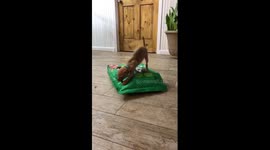 Chihuahua is still attacking 15 lb. bag of dog food