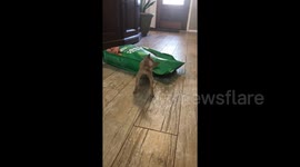 Never give up: Tiny Chihuahua attacks bag of food 15 times its size