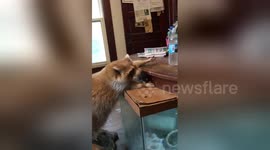 Mischievous raccoon uses tortoise as stool