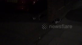 A Pair Of Cats Get Into A Fight