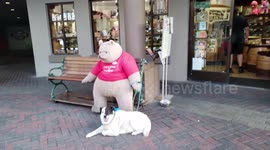 Bear resting on a bench with his dog