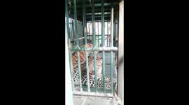 Indian forest officials capture two leopards with one cage