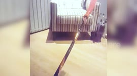 Acrobatic Kitty Makes Incredible High Flying Leap for Halloween Toy