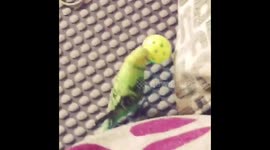 R2D2 Budgie