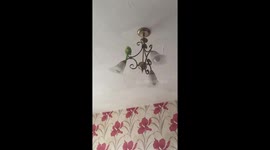 Dive Bomb Budgie