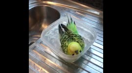 Budgie loving bath time