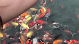 Hundreds of Japanese Koi carp in a frenzy at feeding time